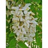 Price: €2 - Robinia trädväxt Frön (Robinia pseudoacacia) - 