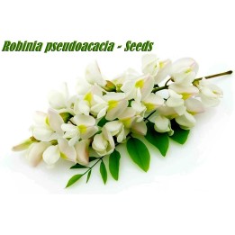 White Wisteria Seeds (Robinia pseudoacacia) - 234.57915