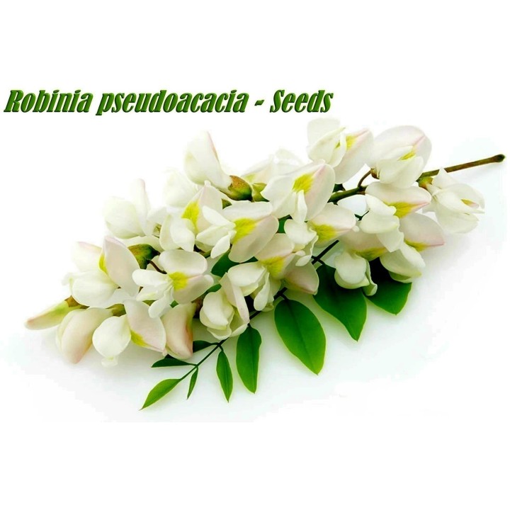 White Wisteria Seeds (Robinia pseudoacacia) - 234.57915