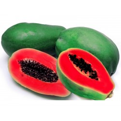 Κόκκινη Παπάγια Σπόροι - Σπάνιες (Carica papaya)  - 4