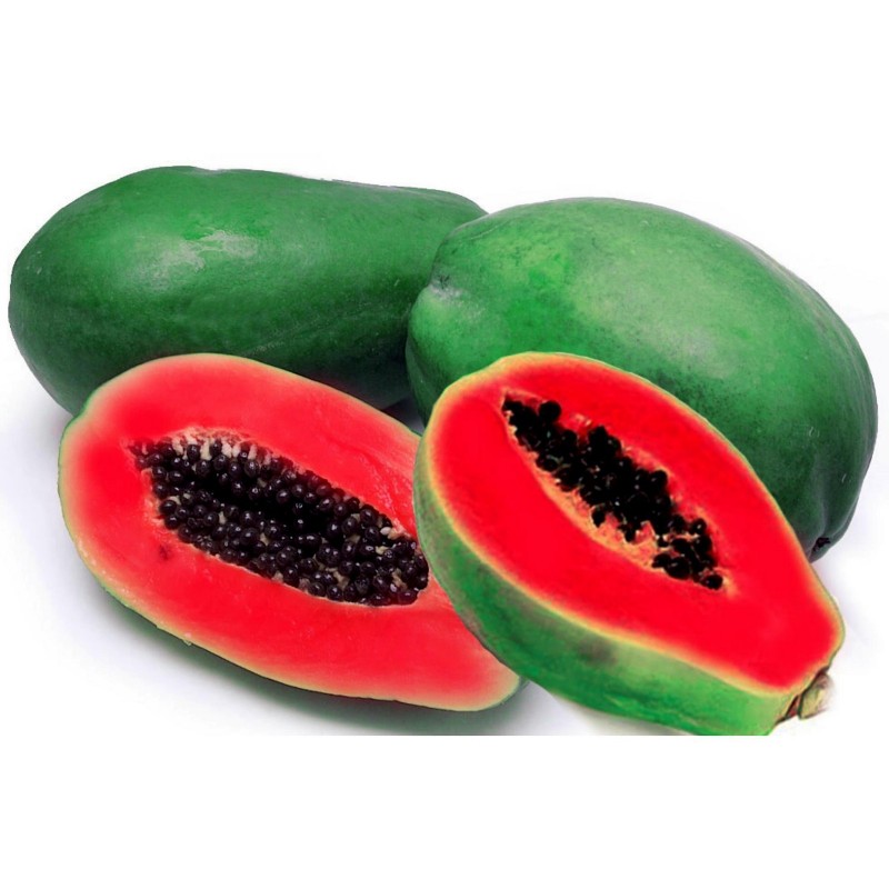 Röd Papaya Frön - Sällsynt (Carica Papaya)  - 4
