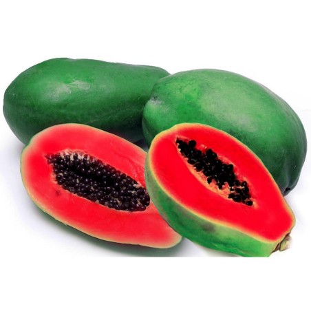 Semillas de papaya roja - Raras (Carica papaya)