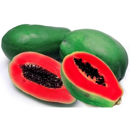 Semillas de papaya roja - Raras (Carica papaya)