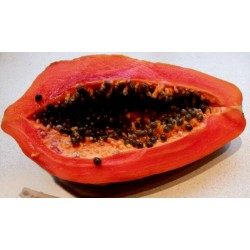Κόκκινη Παπάγια Σπόροι - Σπάνιες (Carica papaya)  - 3