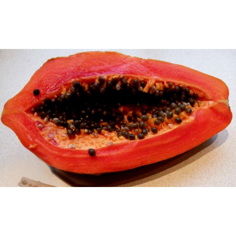 Rote Papaya-samen SELTEN (Carica papaya)