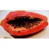 Semillas de papaya roja - Raras (Carica papaya)