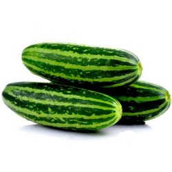 Sementes de Melão