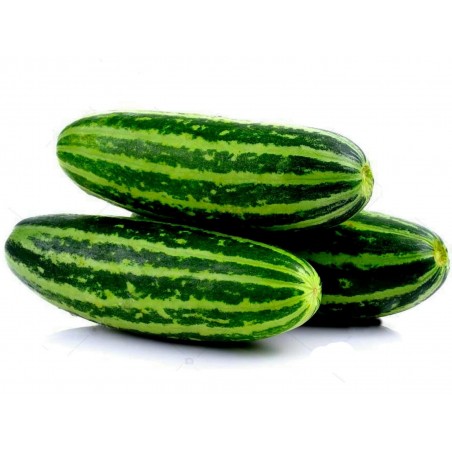 Price: €1.95 - Graines de melon sucrée Thaï Musc - Seeds Gallery