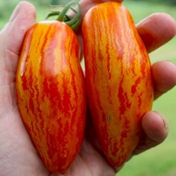 Sementes de tomate SWEET CASADAY  - 1