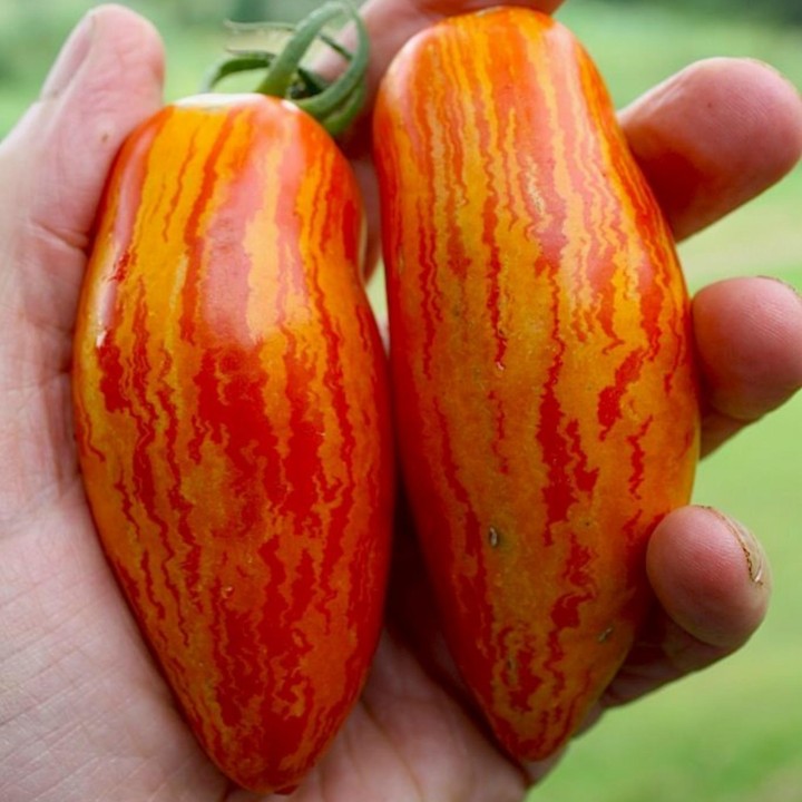 Tomato Seeds SWEET CASADAY - 1.755