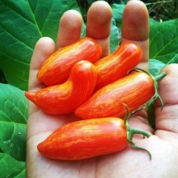 Graines de tomate SWEET CASADAY  - 2