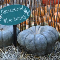 Σπόροι κολοκύθας Queensland Blue Seeds Gallery - 4