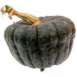 Price: €1.75 - Semi di Zucca Queensland Blue - 