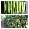 Sementes de pimenta DZINKA Sérvia variedade
