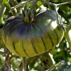 ARBUZNYI (watermelon) Big Green Tomato Seeds Seeds Gallery - 3