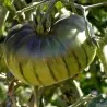 Semillas de tomate ARBUZNYI (sandía)