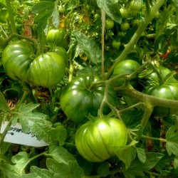 ARBUZNYI (watermelon) Big Green Tomato Seeds Seeds Gallery - 4