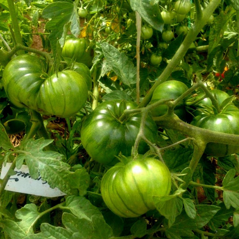 Price: €1.85 - ARBUZNYI (καρπούζι) Σπόροι ντομάτας - Seeds Gallery
