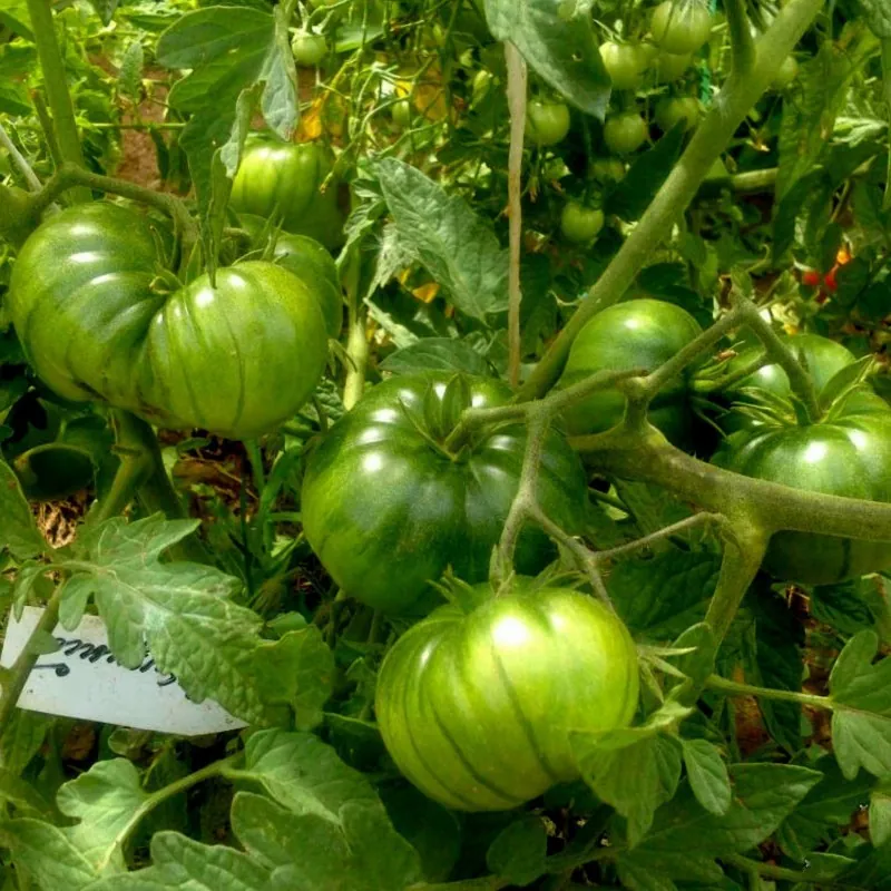 Semillas de tomate ARBUZNYI (sandía)