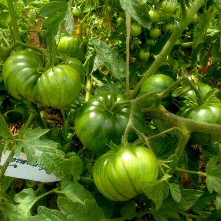 Price: €1.85 - Semi di pomodoro ARBUZNYI (anguria) - Seeds Gallery