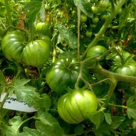 Semillas de tomate ARBUZNYI (sandía)