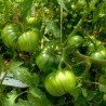 Price: €1.85 - ARBUZNYI (καρπούζι) Σπόροι ντομάτας - Seeds Gallery