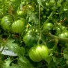 Semillas de tomate ARBUZNYI (sandía)