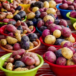 Salute Multi-colored True Potato Seeds - 5.4