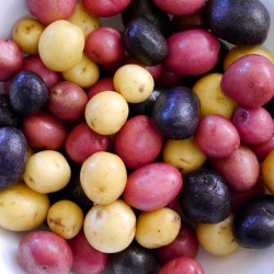 Graines Pommes De Terre Multicolore  “Salute“  - 4