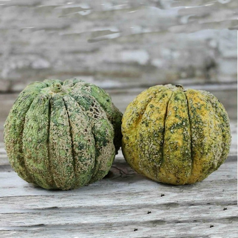 Graines de melon Zatta