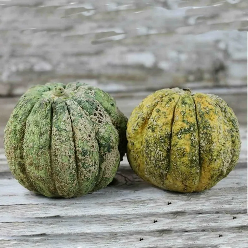 Zatta Melon Seeds