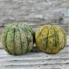 Graines de melon Zatta