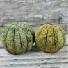 Zatta Melon Frön