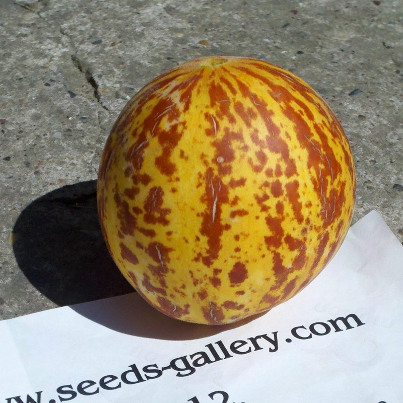Price: €4.95 - Σπόροι Αρμενίων Πεπόνι Tigger - Seeds Gallery