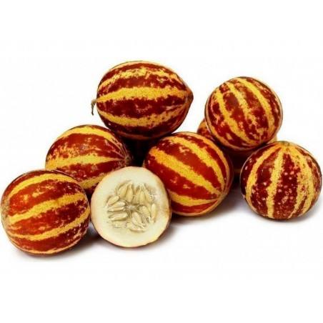 Price: €4.95 - Σπόροι Αρμενίων Πεπόνι Tigger - Seeds Gallery