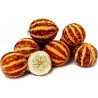 Graines Melon tigre (Melon d'Arménie)