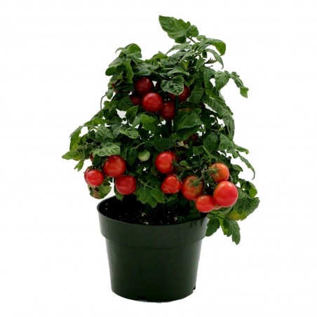 Price: €1.95 - Vilma Dwarf Tomato Seeds -
