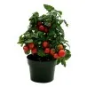 Vilma Dwarf Tomato Seeds