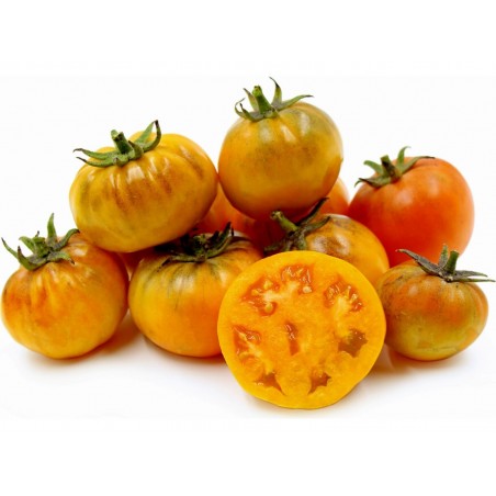 Price: €2.5 - Semillas de tomate Orange Purple Smudge - Seeds Gallery