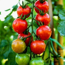 Sementes de tomate orgânico Chadwick Cherry  - 1