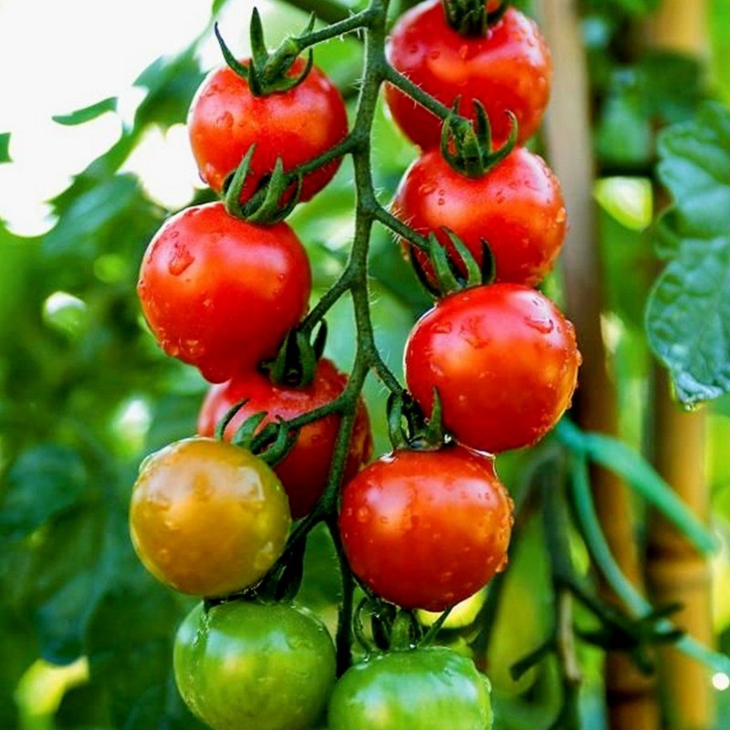 Price: €1.45 - Körsbärstomat fröer Chadwick Cherry - Seeds Gallery