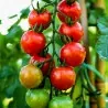 Chadwick Cherry Tomaten Samen