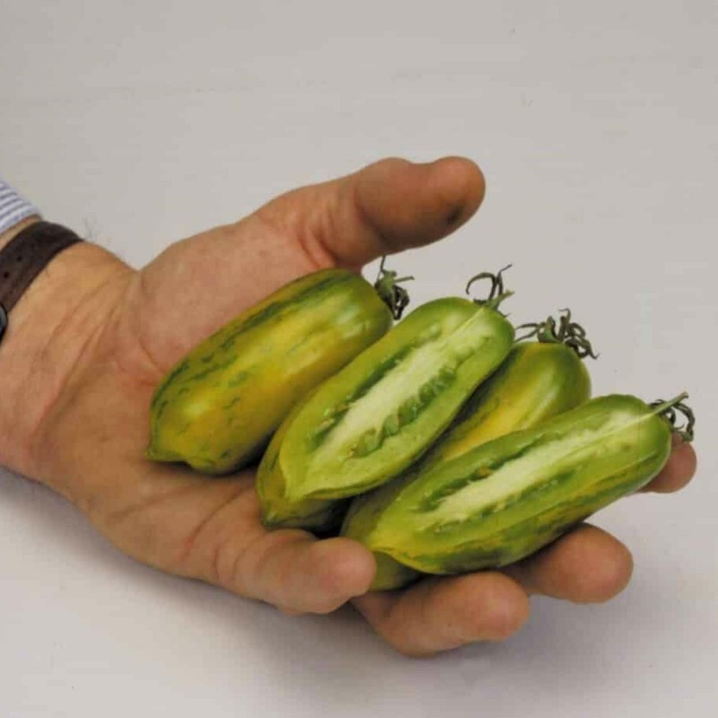 Price: €2 - Semillas de tomate Chorizo ​​verde (Green Sausage) - Seeds Gallery
