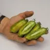 Sementes de tomate Salsicha Verde (Green Sausage)