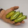 Price: €2 - Semi di pomodoro Salsiccia verde (Green sausage) - Seeds Gallery
