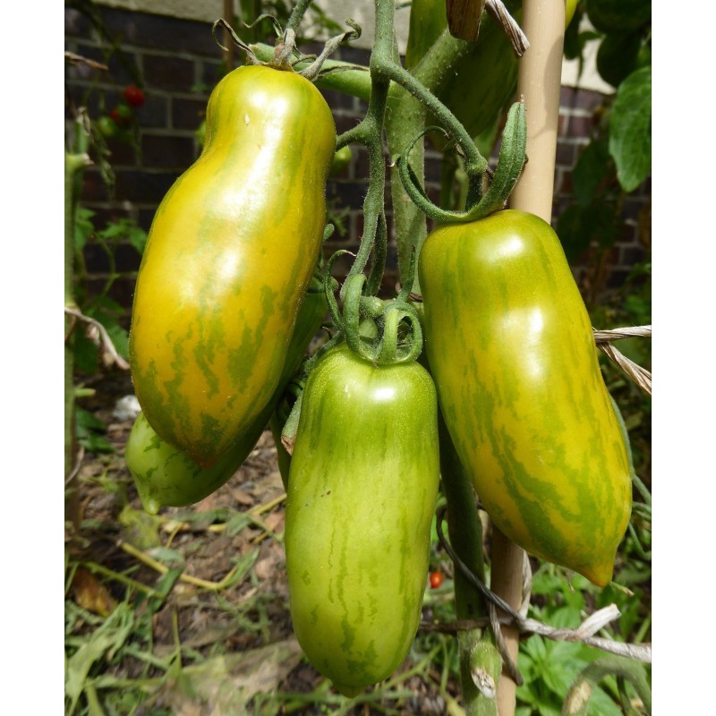 Price: €2 - Semillas de tomate Chorizo ​​verde (Green Sausage) - Seeds Gallery