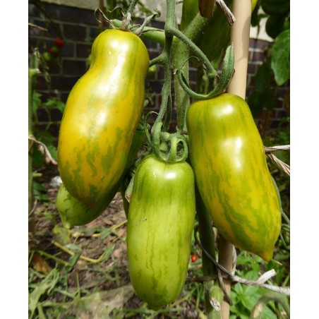 Price: €2 - Semillas de tomate Chorizo verde (Green Sausage) - Seeds Gallery