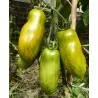 Graines de tomate Saucisse Verte (Green sausage)