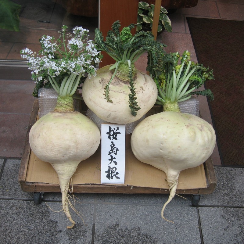 SAKURAJIMA DAIKON Giant Radish Seeds