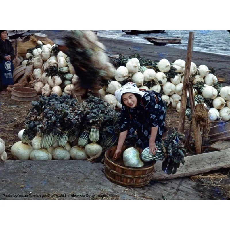 SAKURAJIMA DAIKON Samen - größte Radieschen Welt